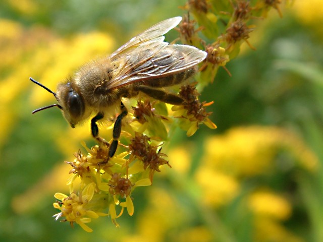 Bee Close up